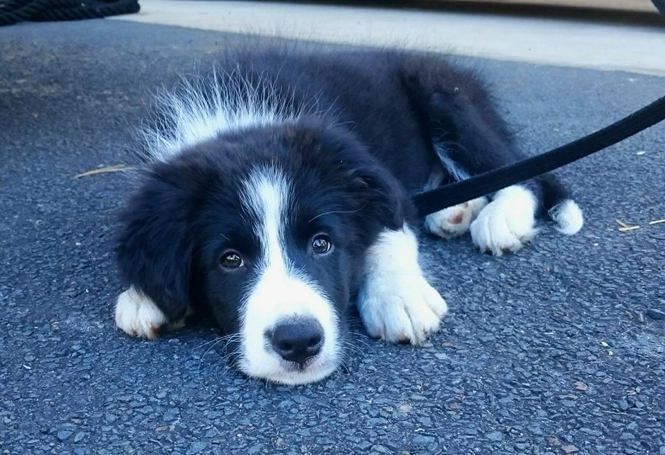 The two secrets of puppy training and the one big mistake