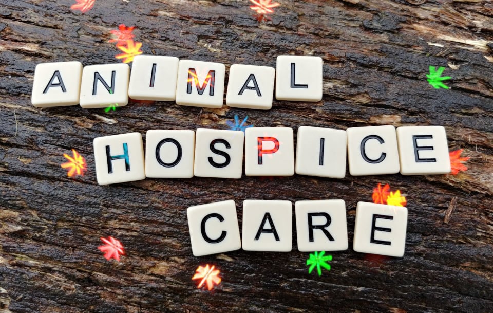 Animal hospice care: a beginner’s guide