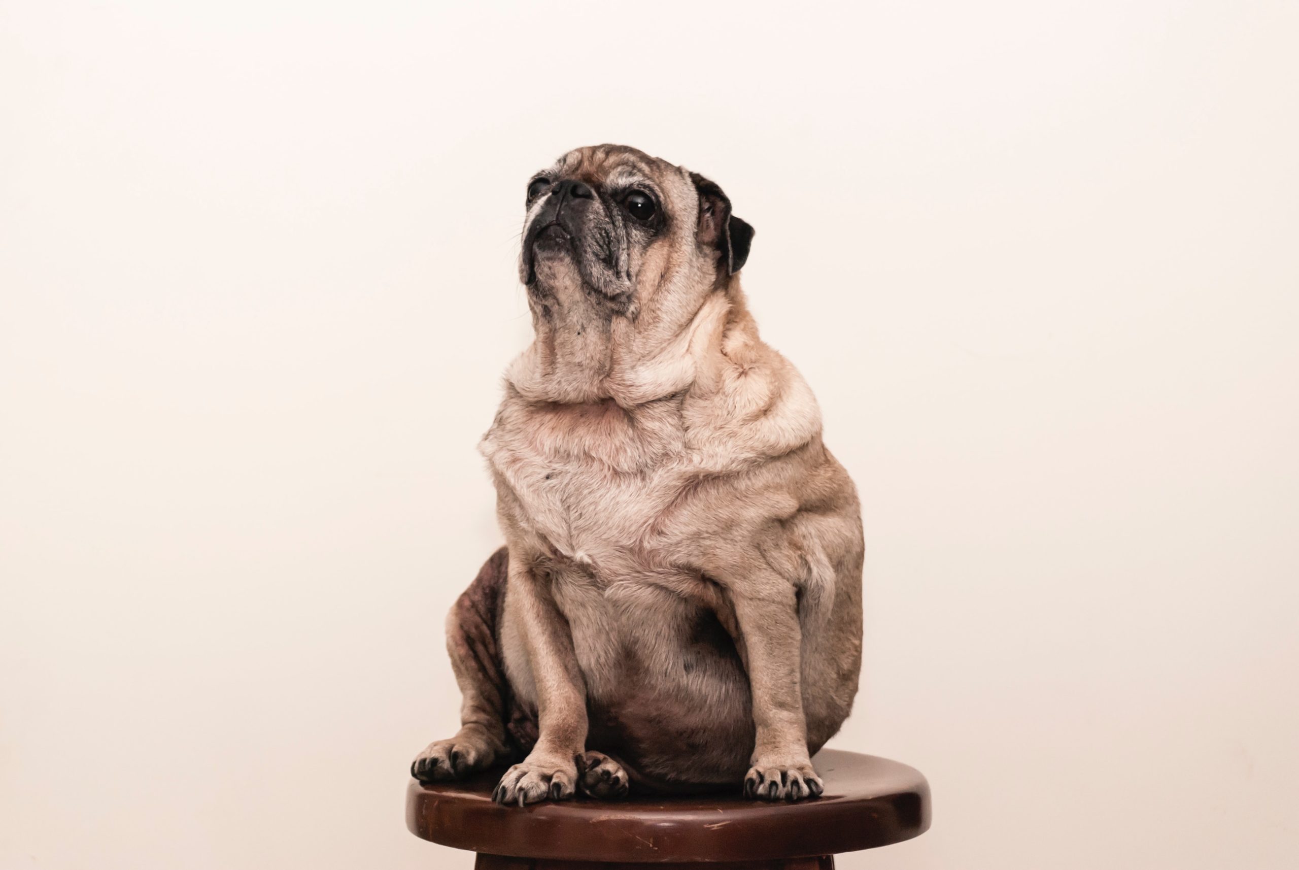 Canine well-being: What’s the right weight for my dog?